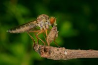 398 - ASILIDAE03 - LEE HSIU-CHIN - taiwan